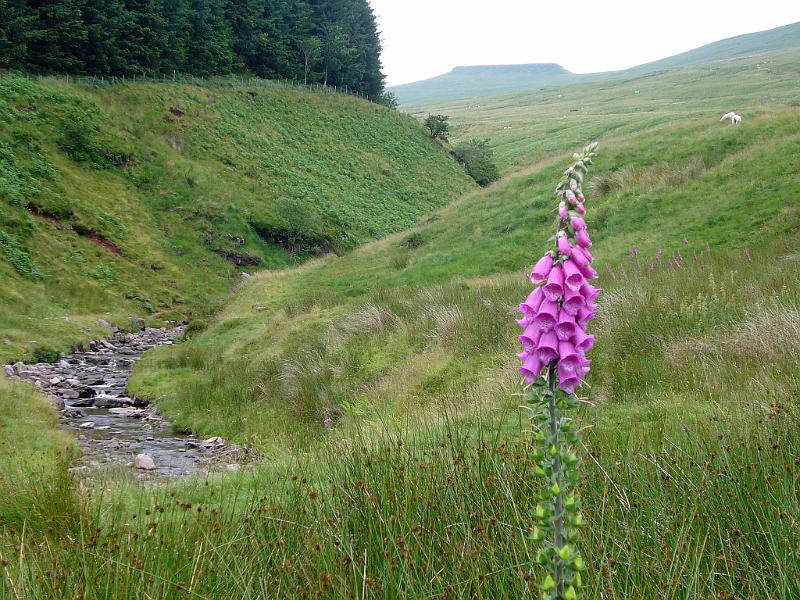 Wales (300).JPG